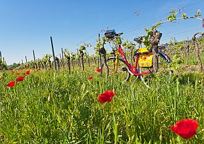 Rad-Erlebnis: Rheinromantik Rad-Erlebnis: Rheinromantik