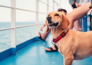 Donau intensiv mit Hund