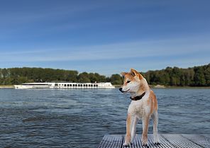 Hollands Wasserwege mit Hund 2027