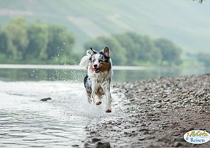 Rheinzauber auf vier Pfoten 2027
